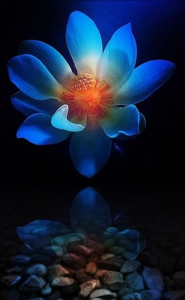 fiore blu